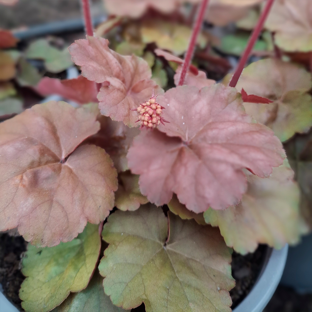 Heuchera Apricot ®