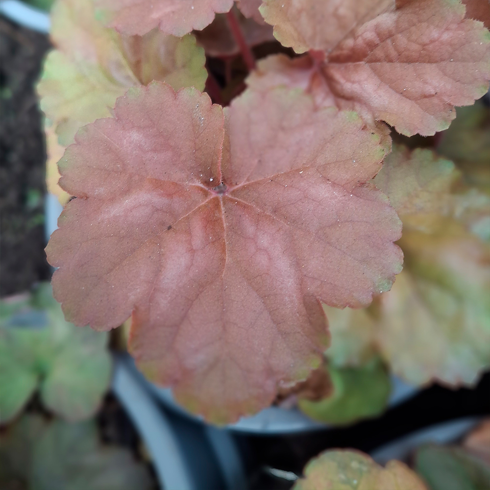 Heuchera Apricot ® - Imagen 4