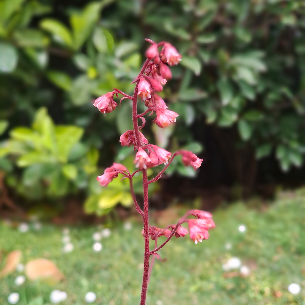 Heuchera Apricot ® - Imagen 3