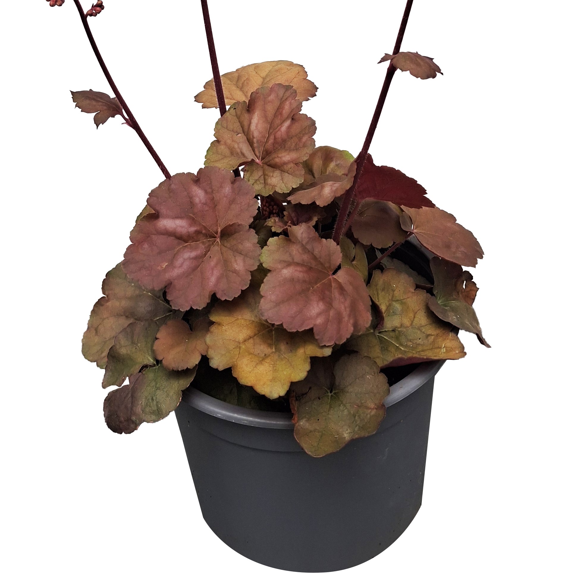 Heuchera Apricot ® - Imagen 5