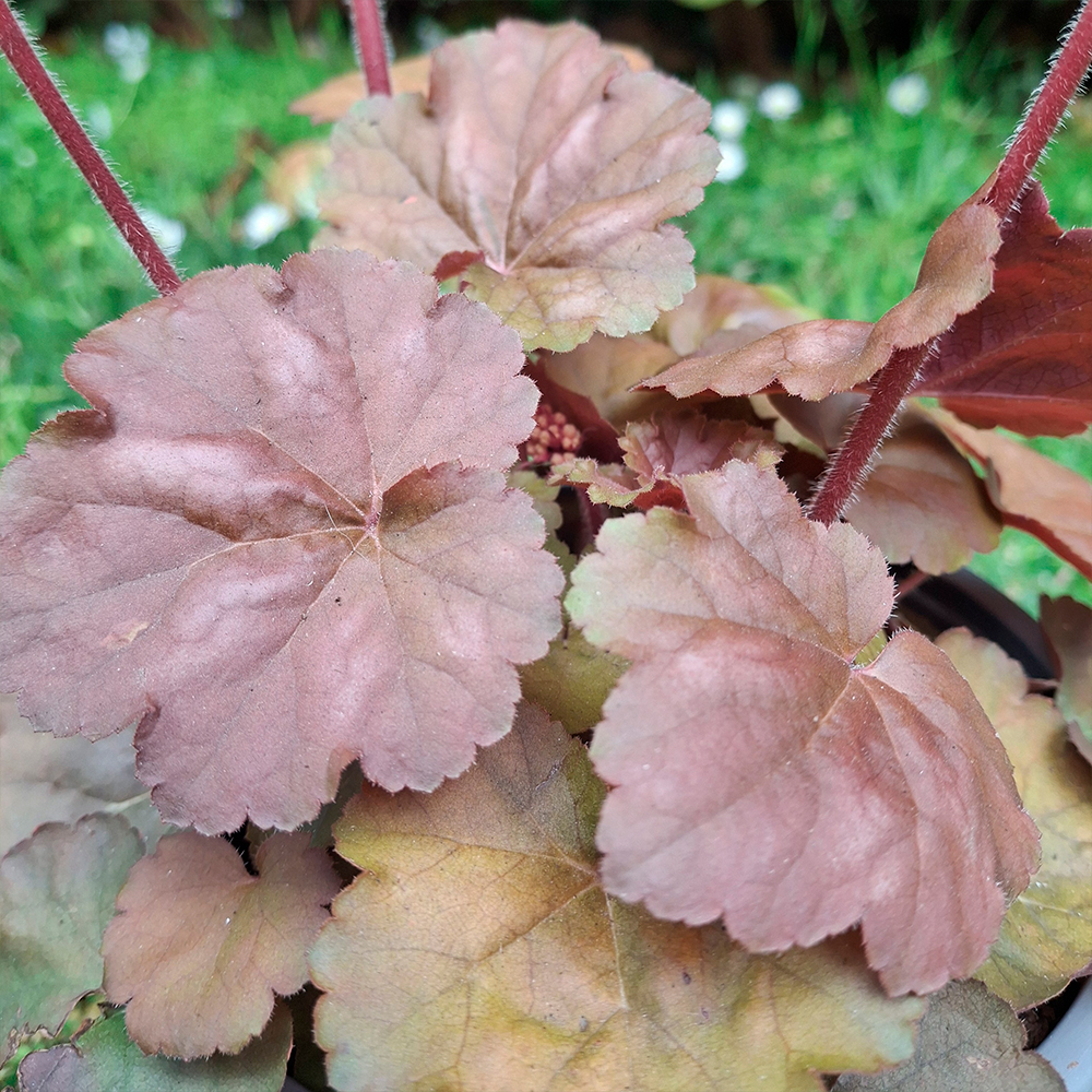 Heuchera Apricot ® - Imagen 2