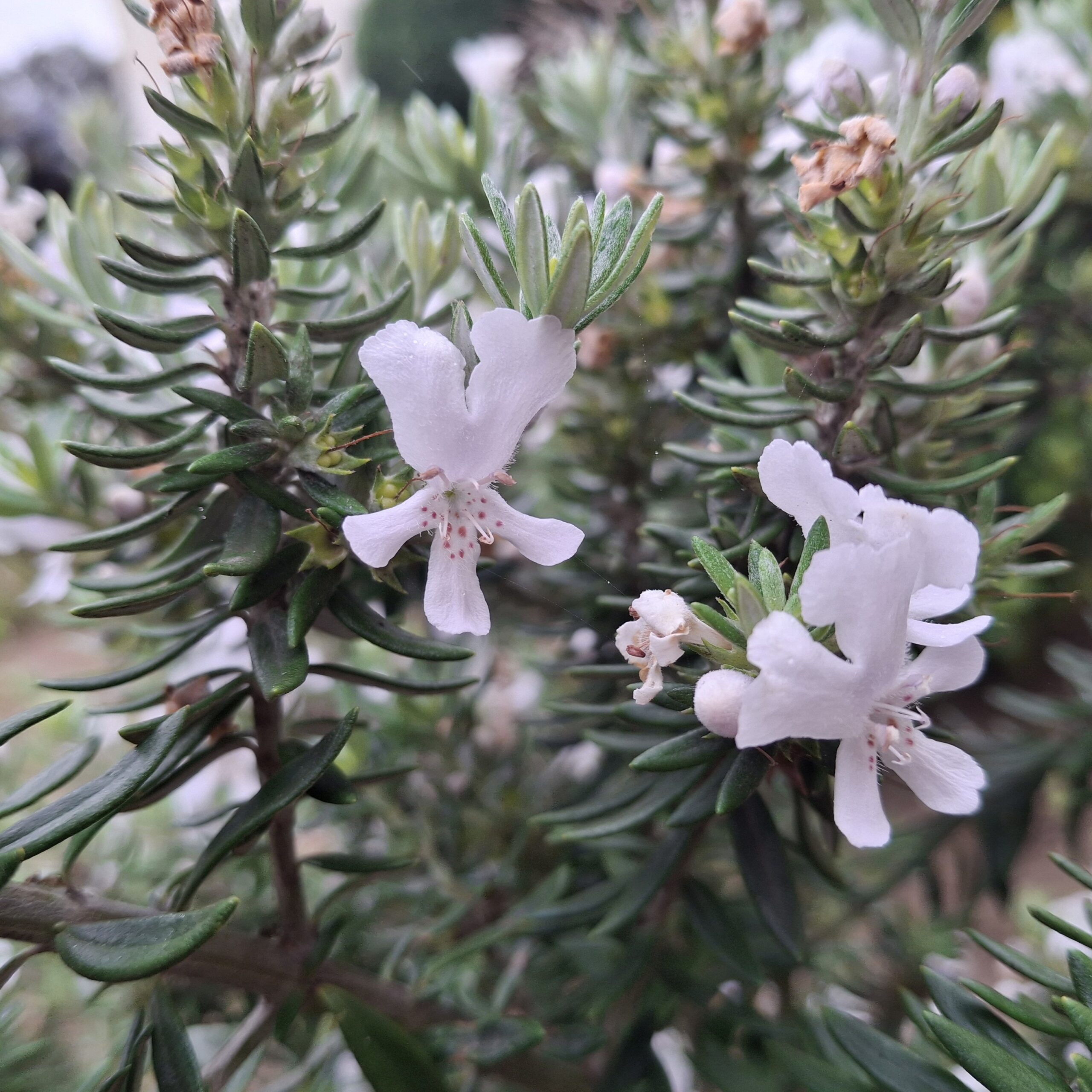 Westringia fruticosa Blanca - Imagen 2