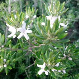Westringia fruticosa Blanca