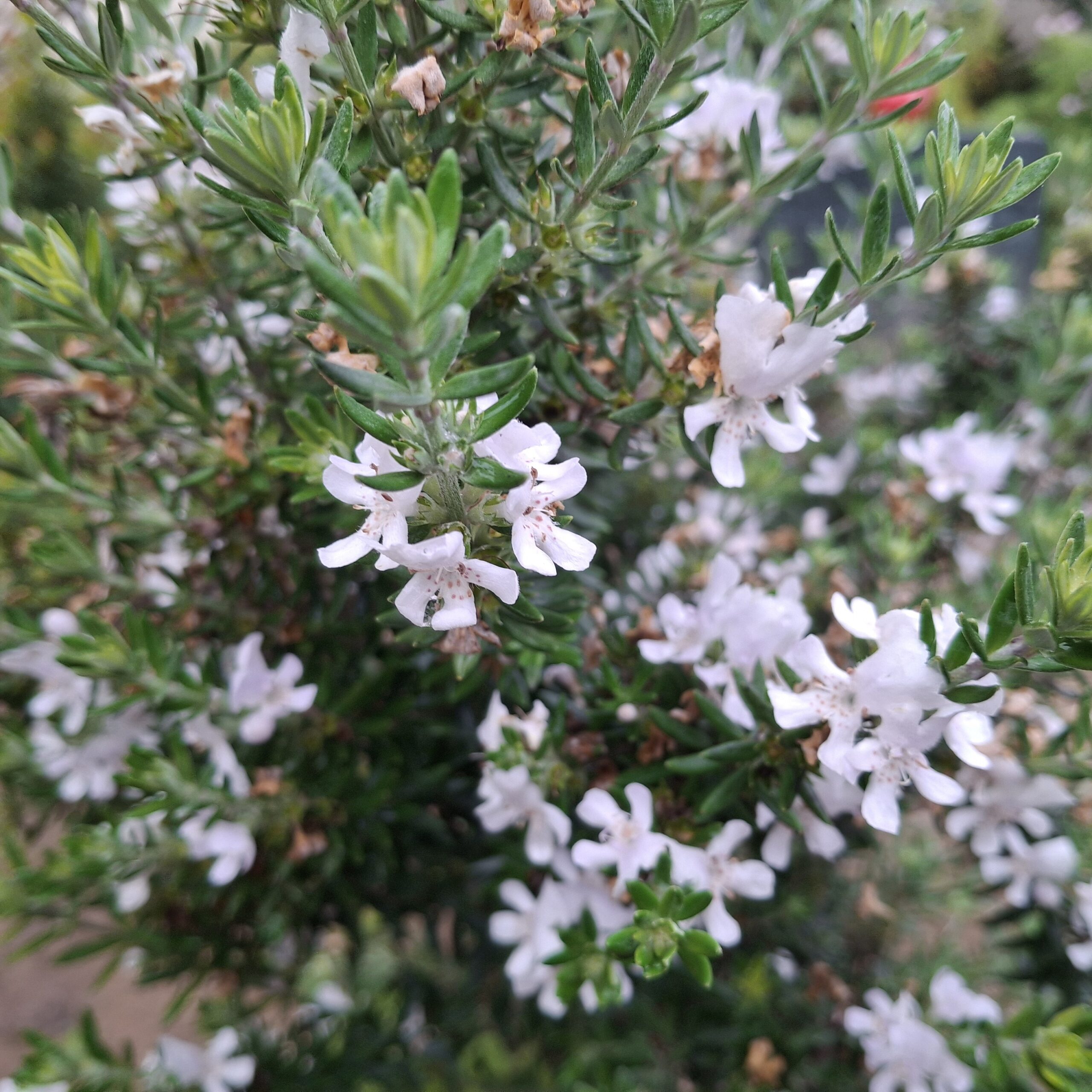 Westringia fruticosa Blanca
