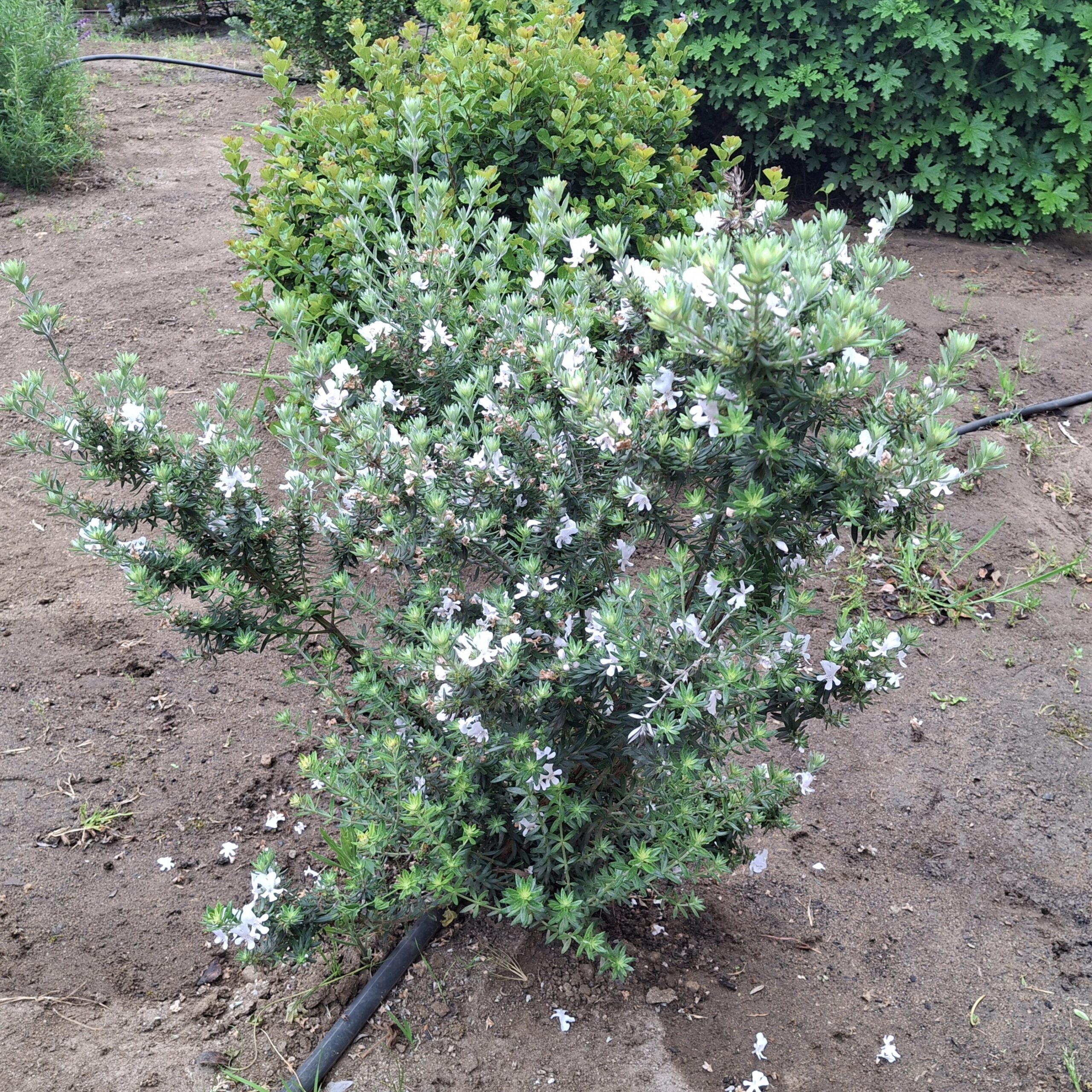 Westringia fruticosa Blanca - Imagen 3