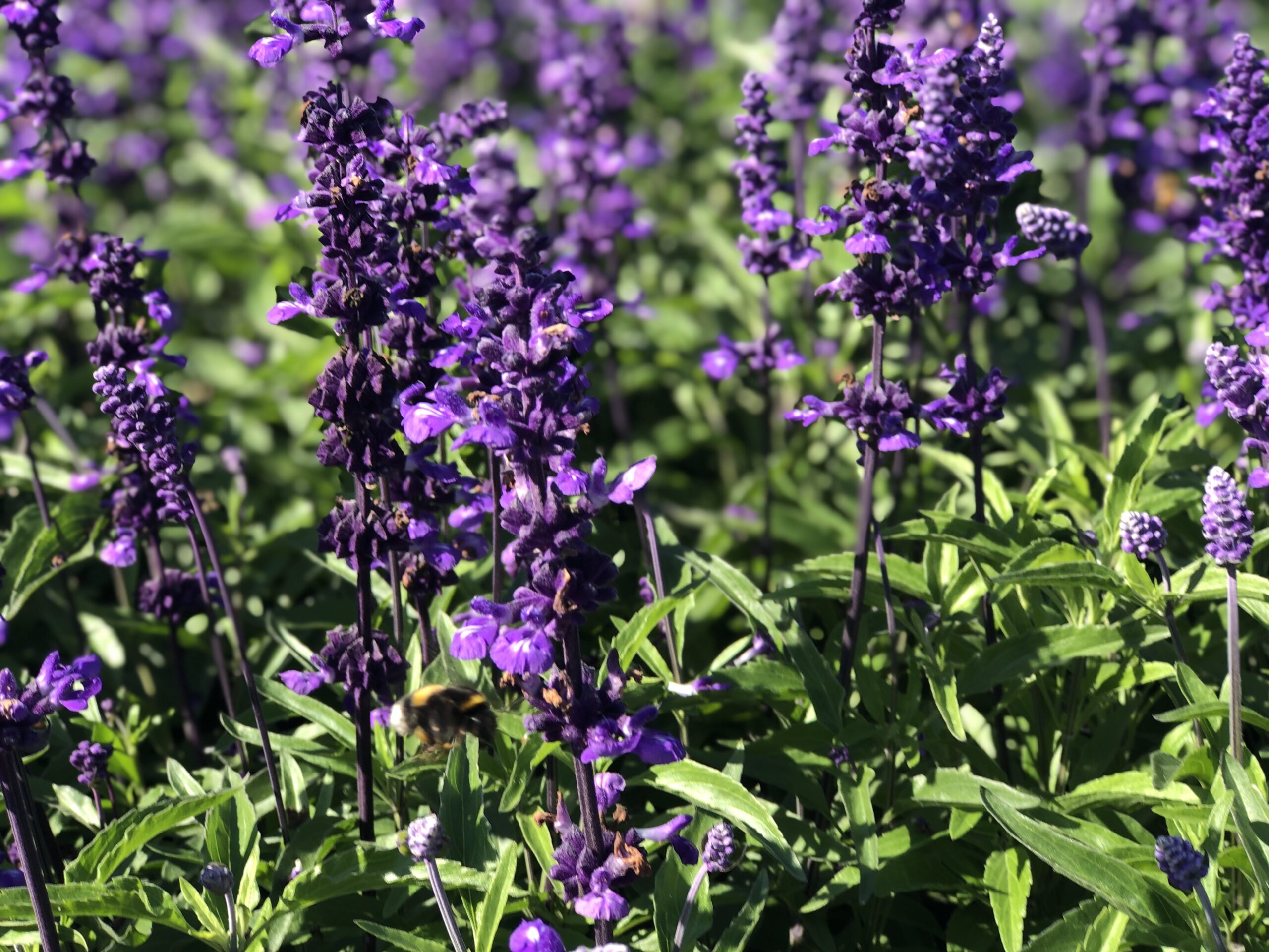 Fotografía de Salvia farinacea