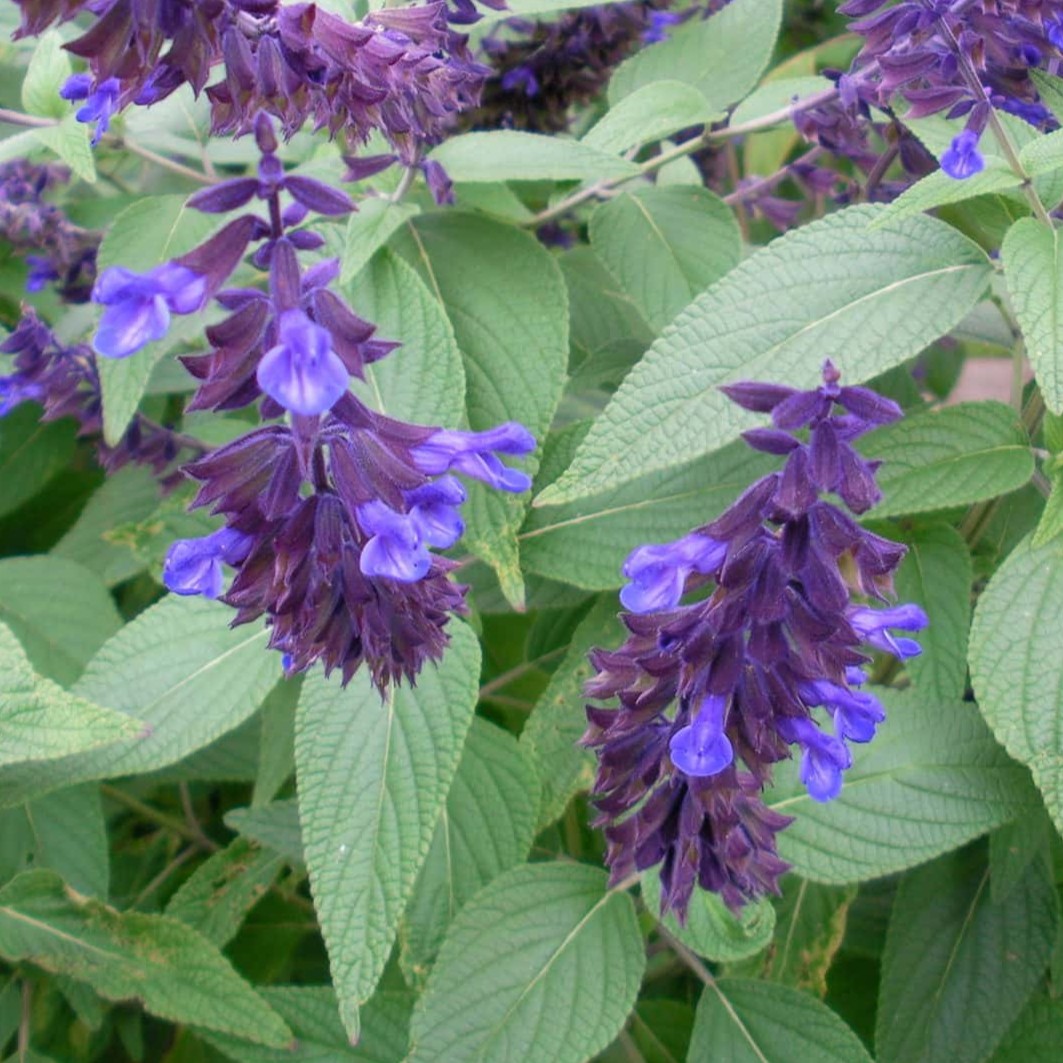 Fotografía de Salvia 'Anthony Parker'