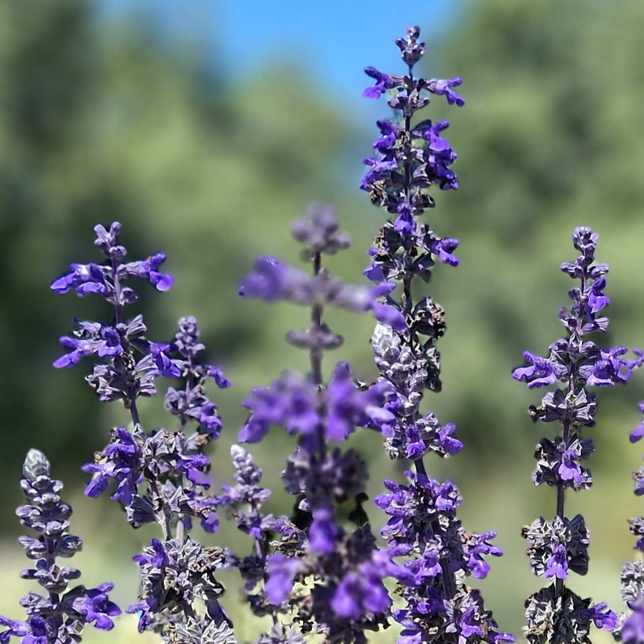 Fotografía de Salvia 'Big&nbsp;Blue'