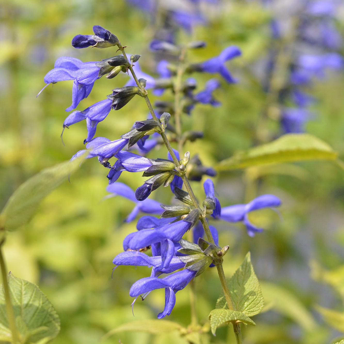 Fotografía de Salvia 'Black & Blue'guaranitica