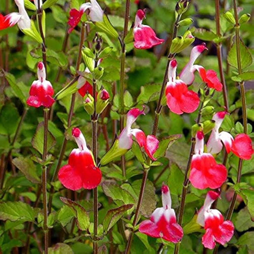 Fotografía de Salvia 'Hot Lips'microphylla