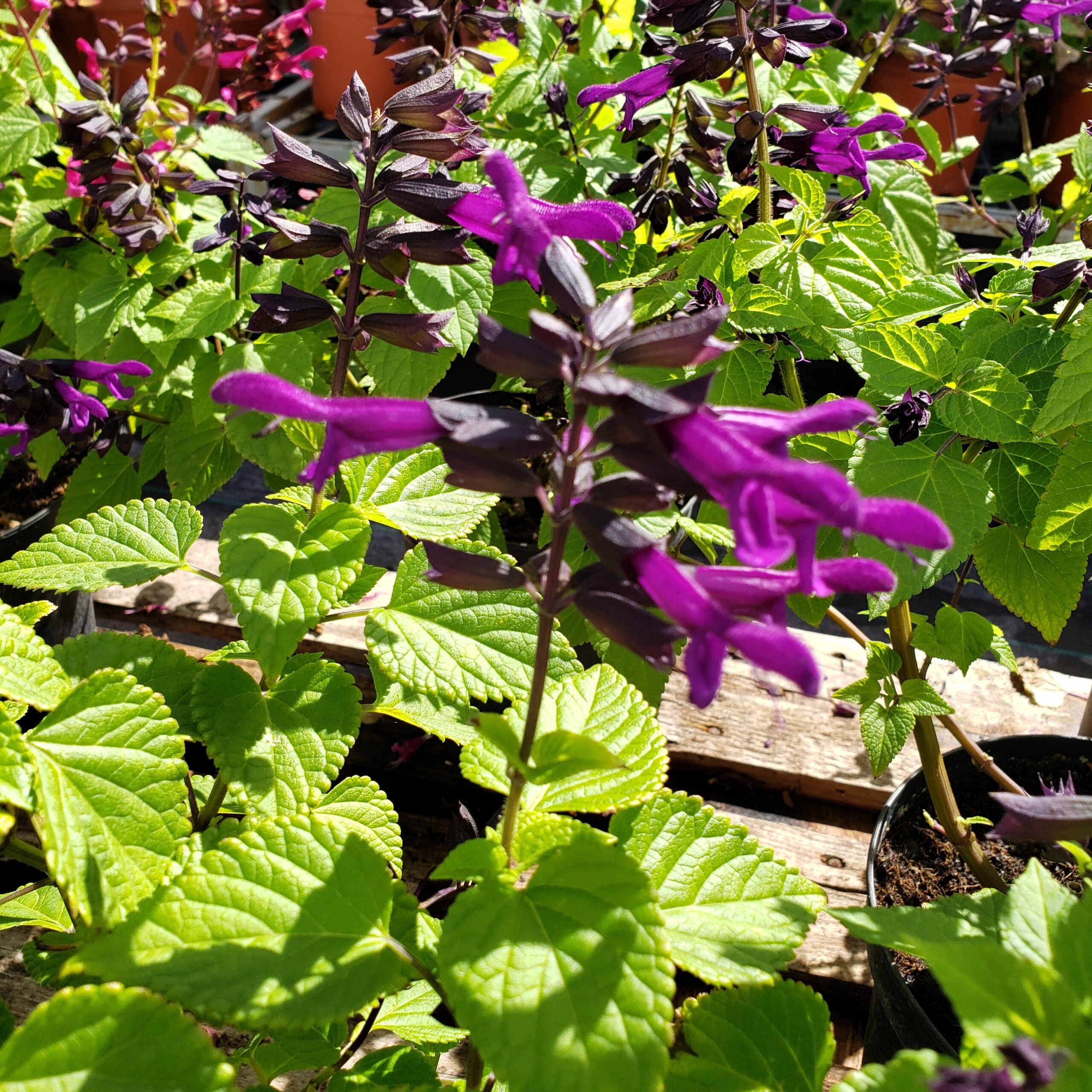 Fotografía de Salvia 'Purple cascade'guaranitica