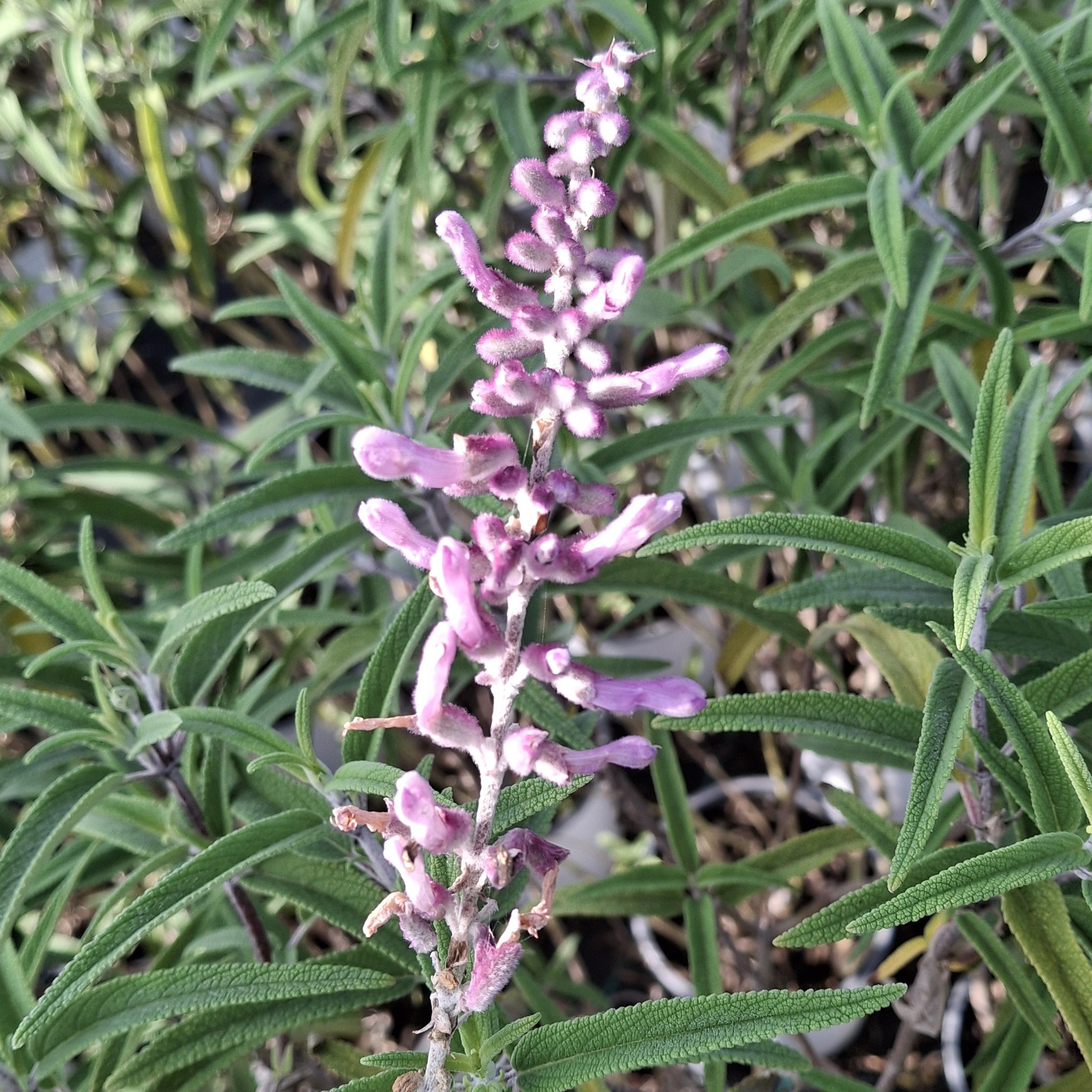 Fotografía de Salvia 'Santa Barbara'leucantha