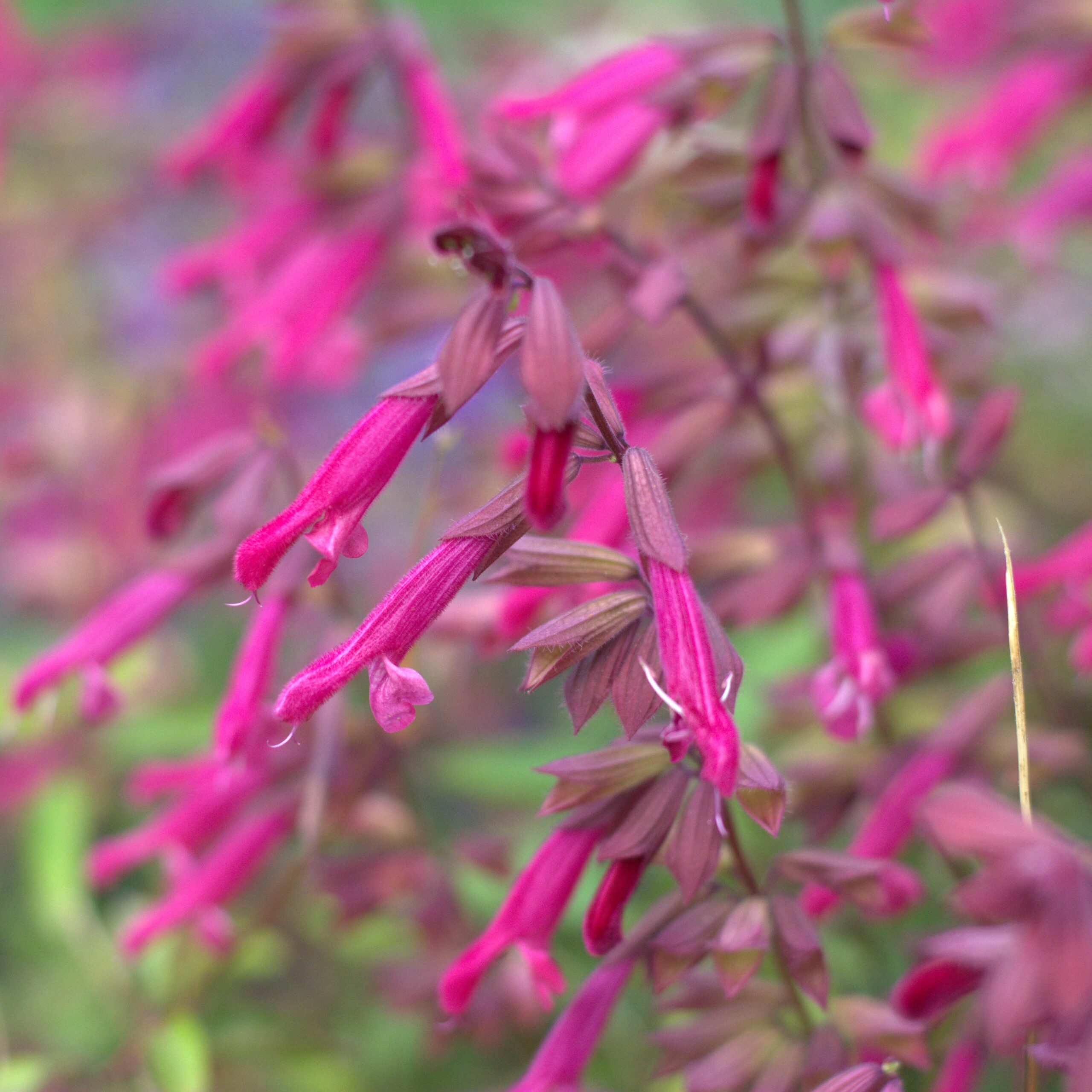 Fotografía de Salvia 'Wendy´s Wish'
