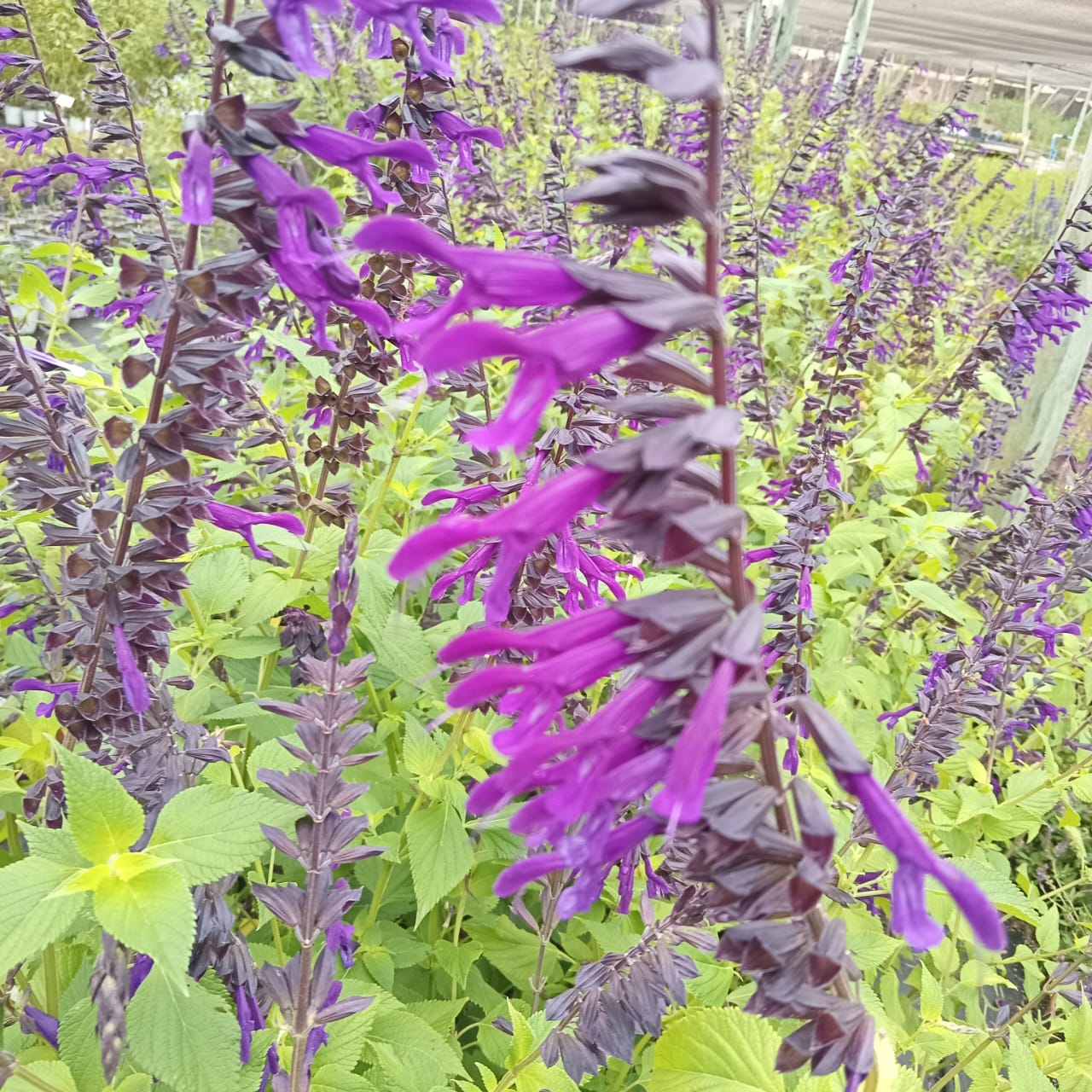 Fotografía de Salvia 'Amistad'guaranitica