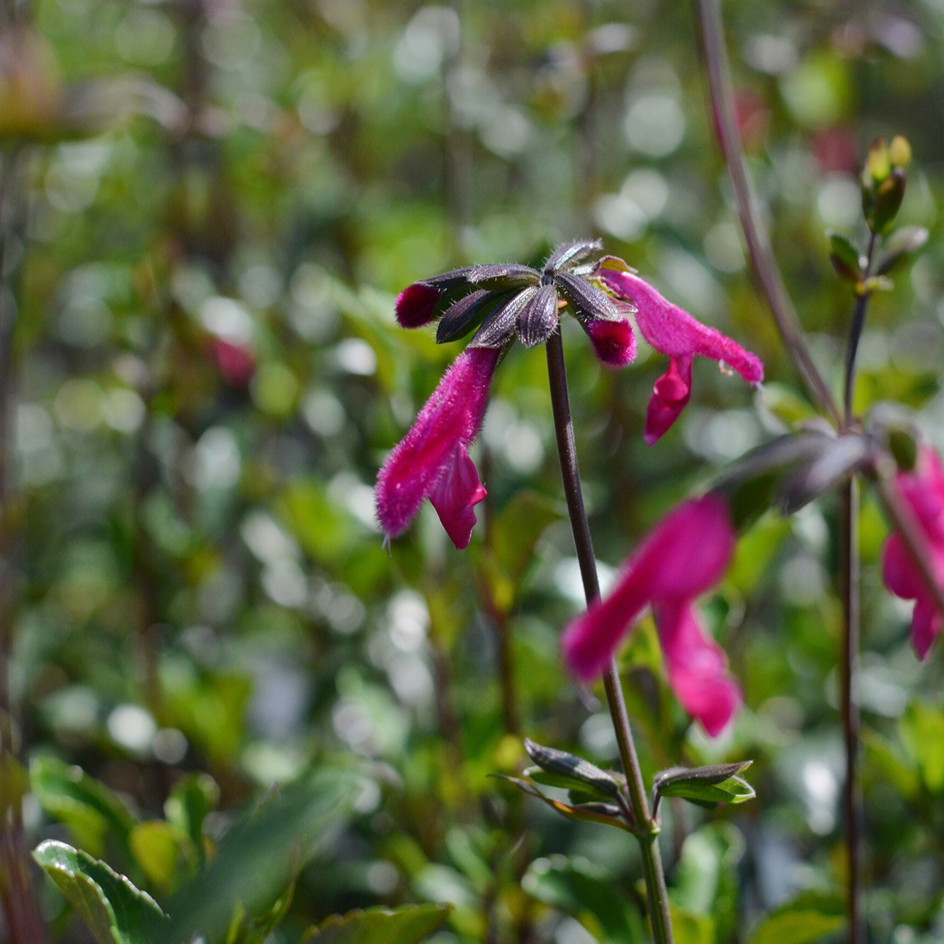 Fotografía de Salvia buchananii