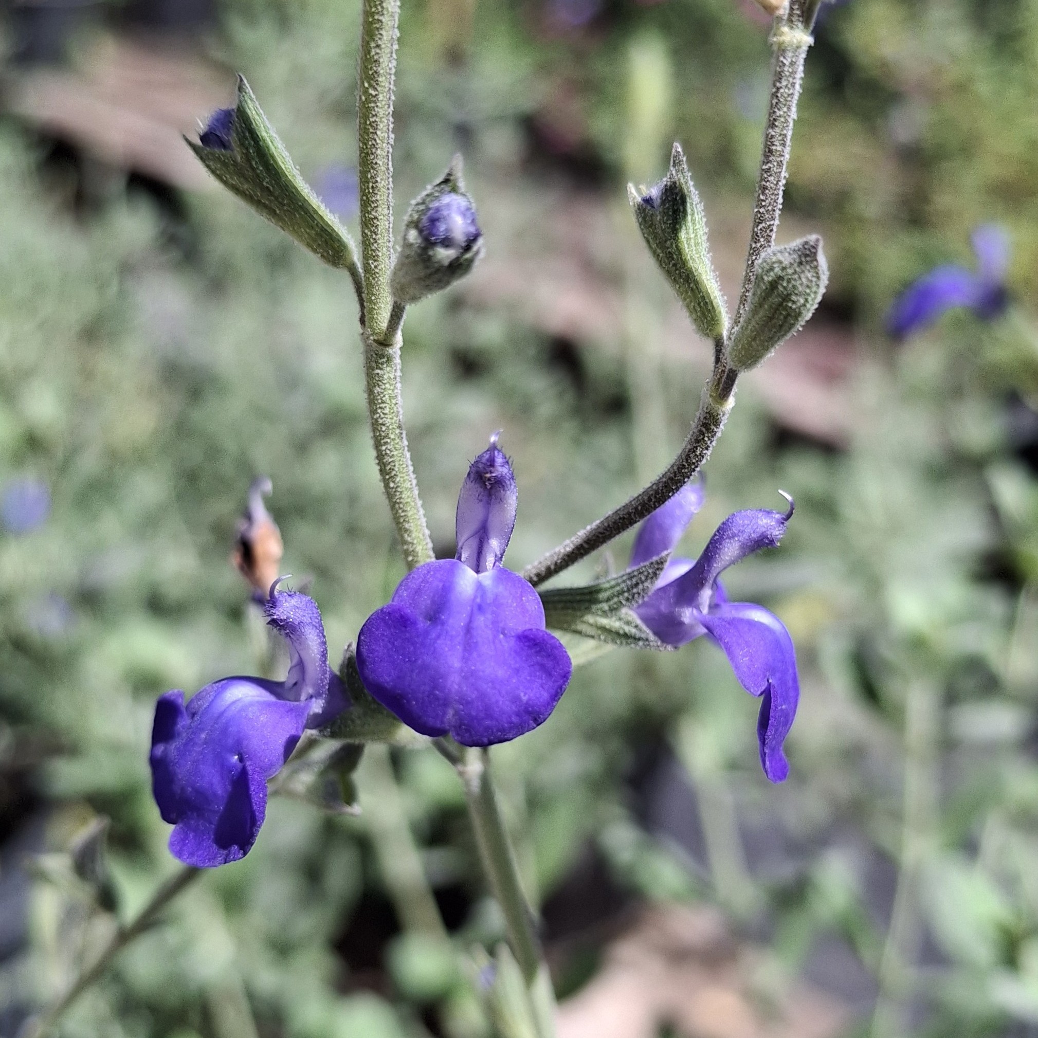Fotografía de Salvia chamaedryoides