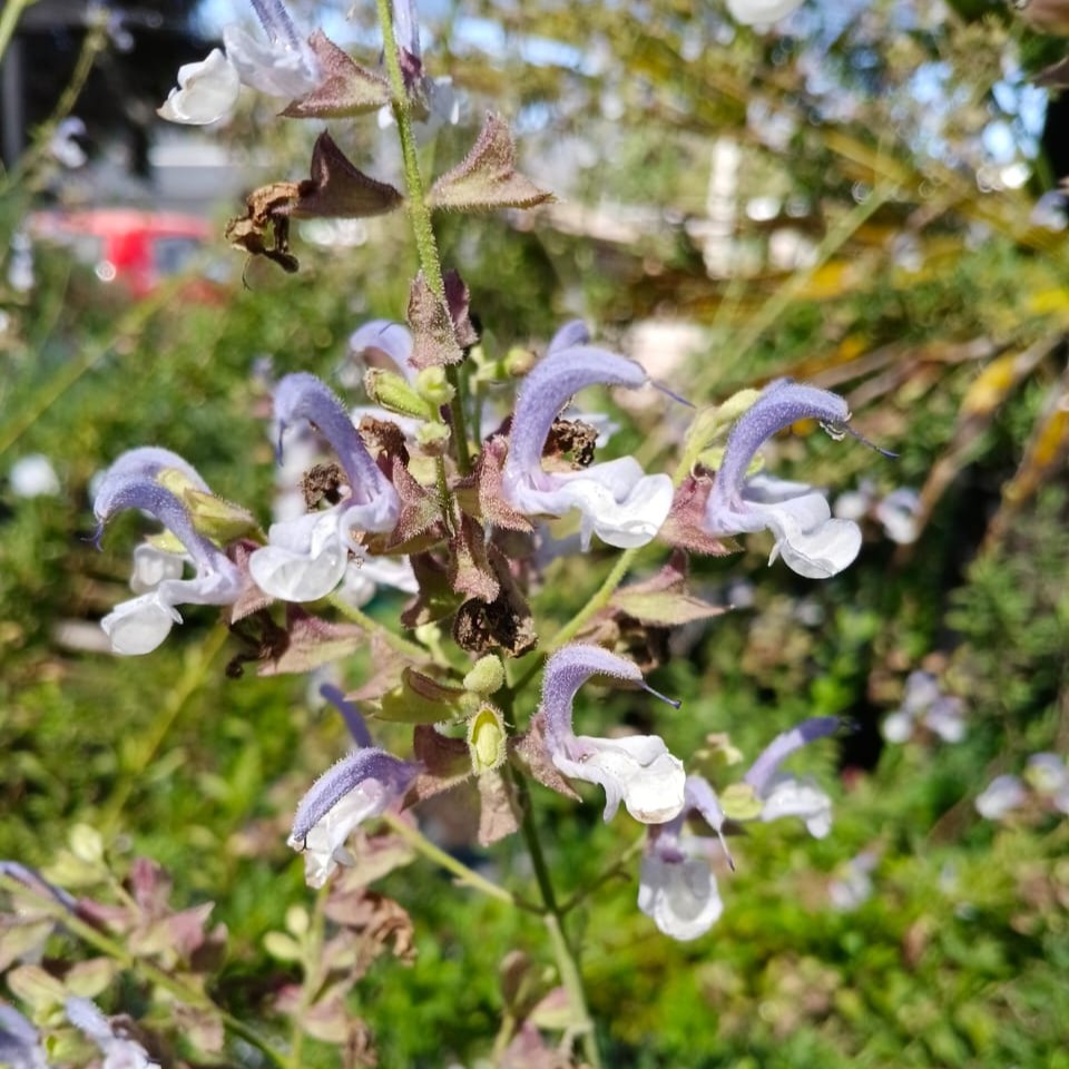 Fotografía de Salvia chamelaeagnea
