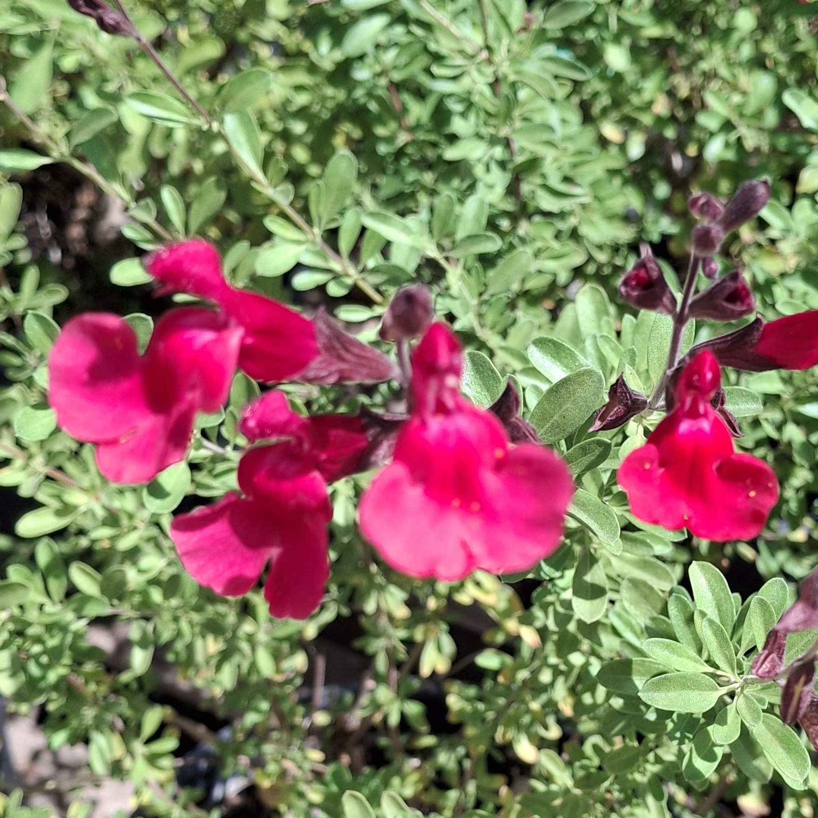 Fotografía de Salvia 'Furman´s Red'gregii