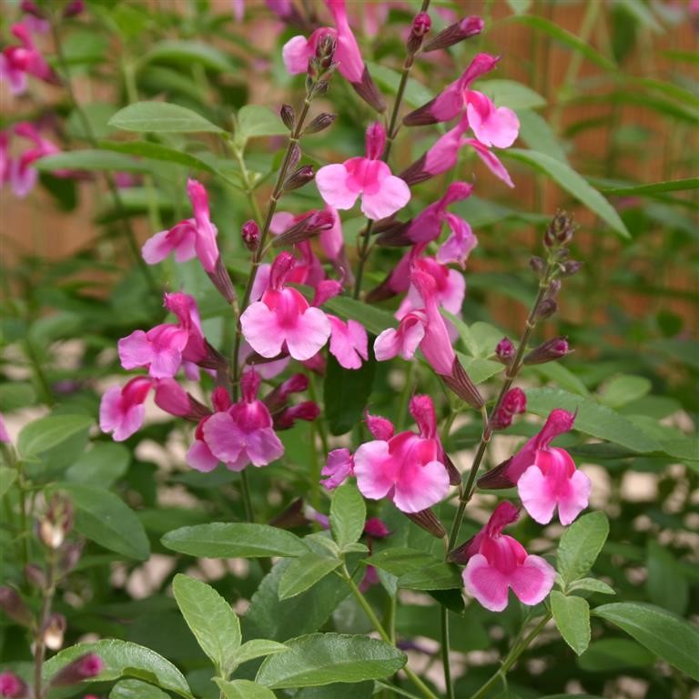 Fotografía de Salvia 'Icing Sugar'gregii