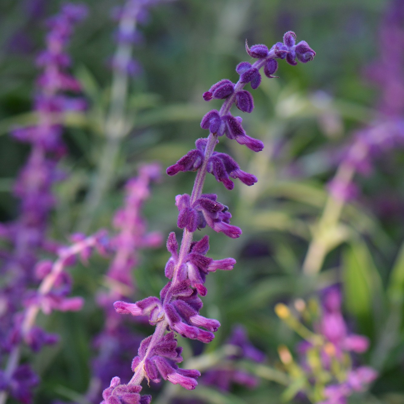 Fotografía de Salvia 'Midnight'leucantha