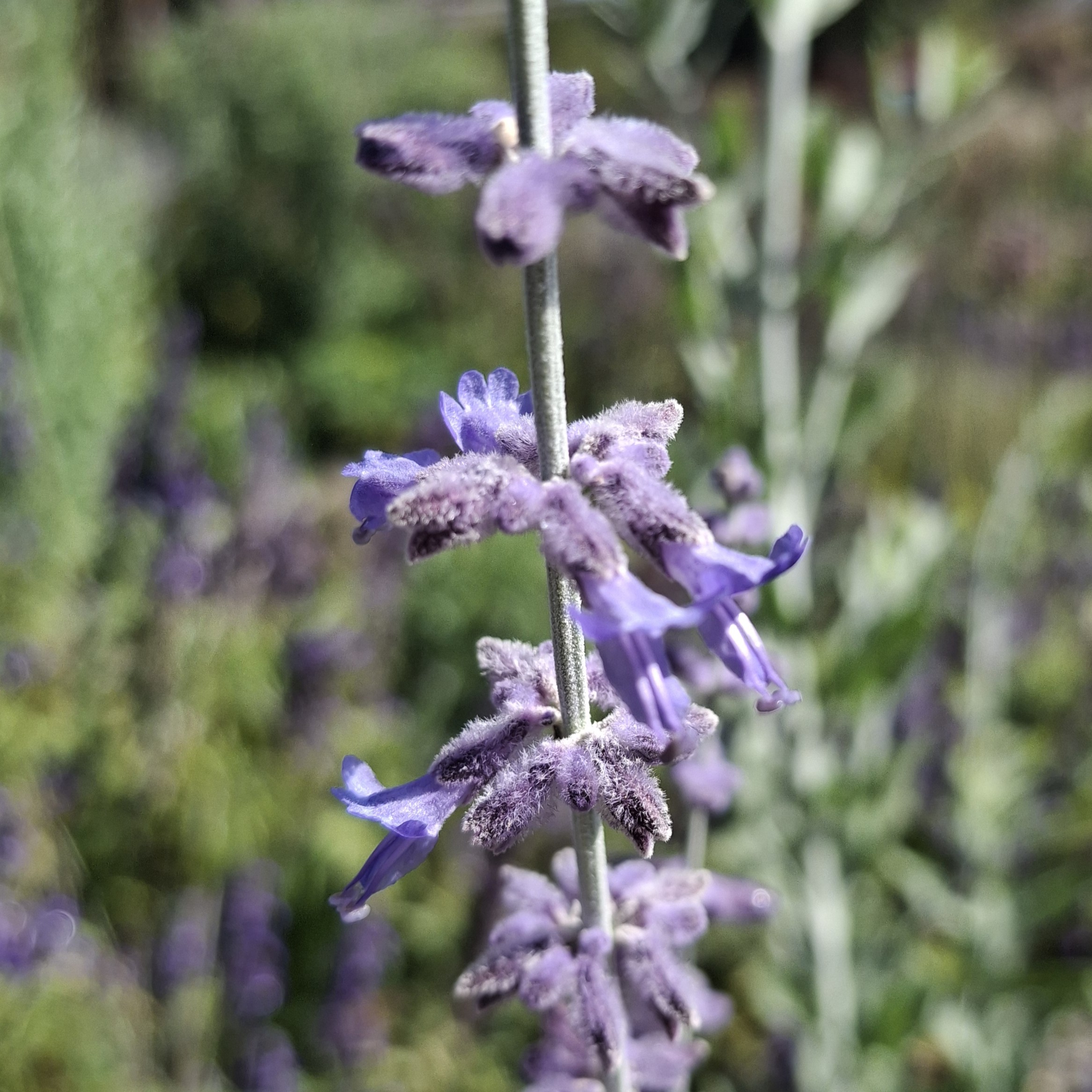 Fotografía de Perovskia atripicifolia