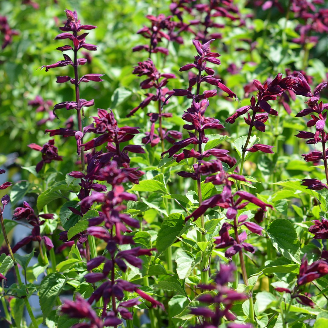Fotografía de Salvia 'Van Houttei'splendens