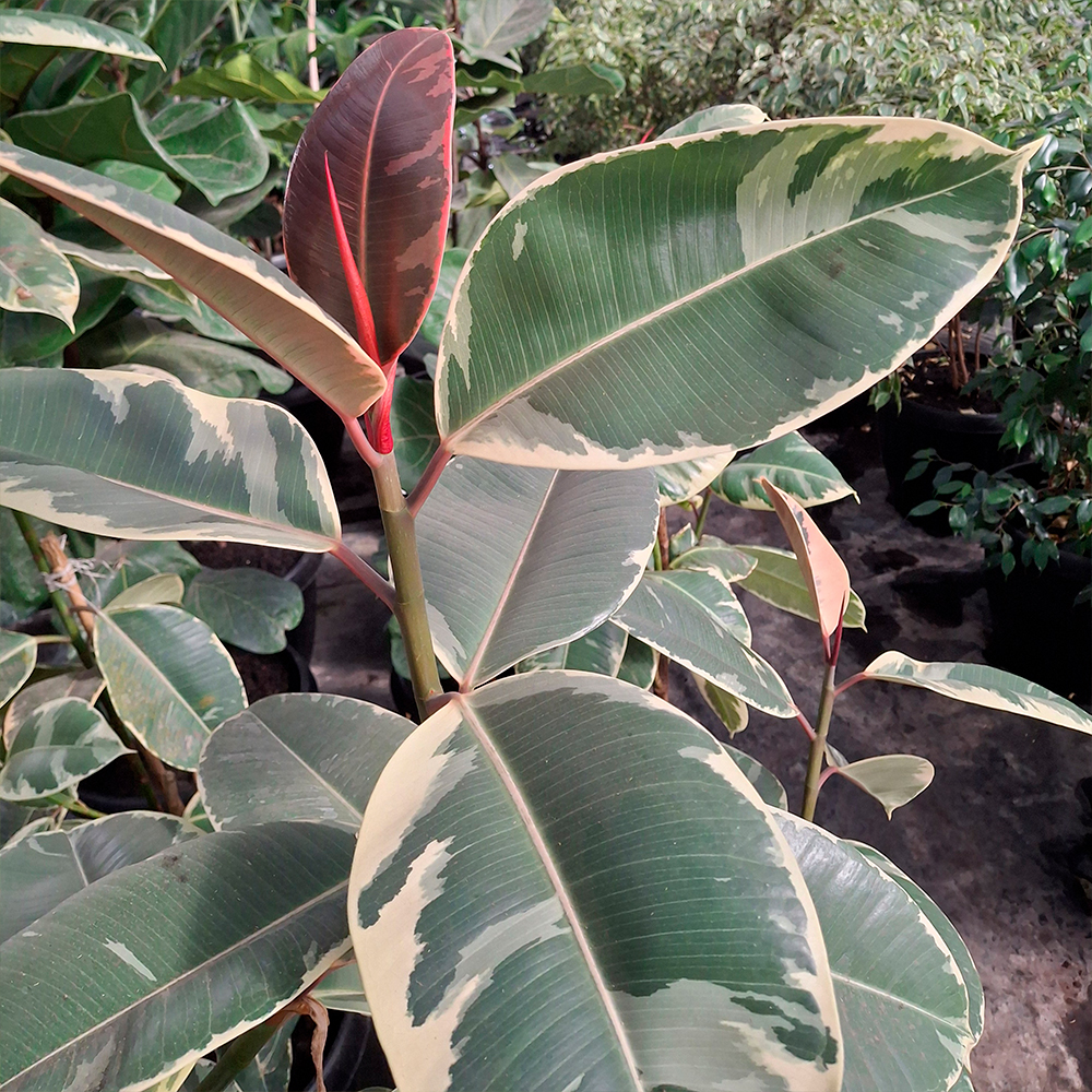 Ficus 'Tineke'
