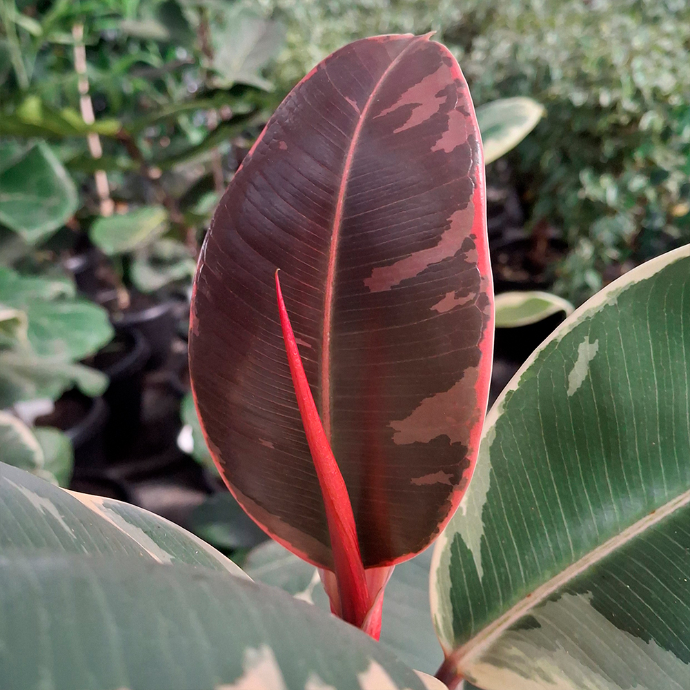 Ficus 'Tineke' - Imagen 2
