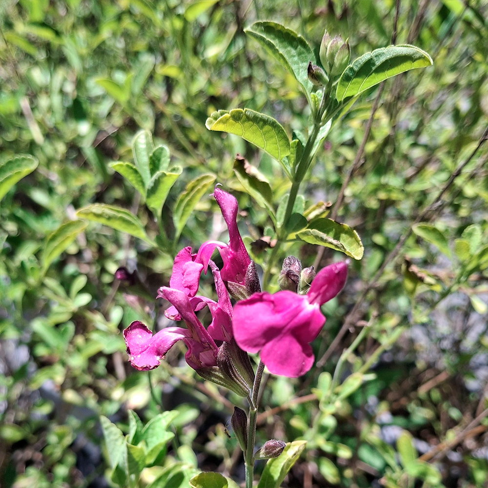 Salvia greggii 'Navajo Pink'
