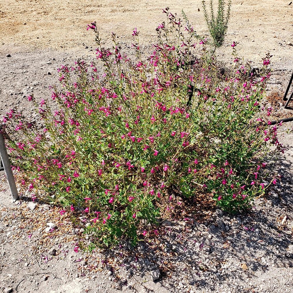 Salvia greggii 'Navajo Pink' - Imagen 2