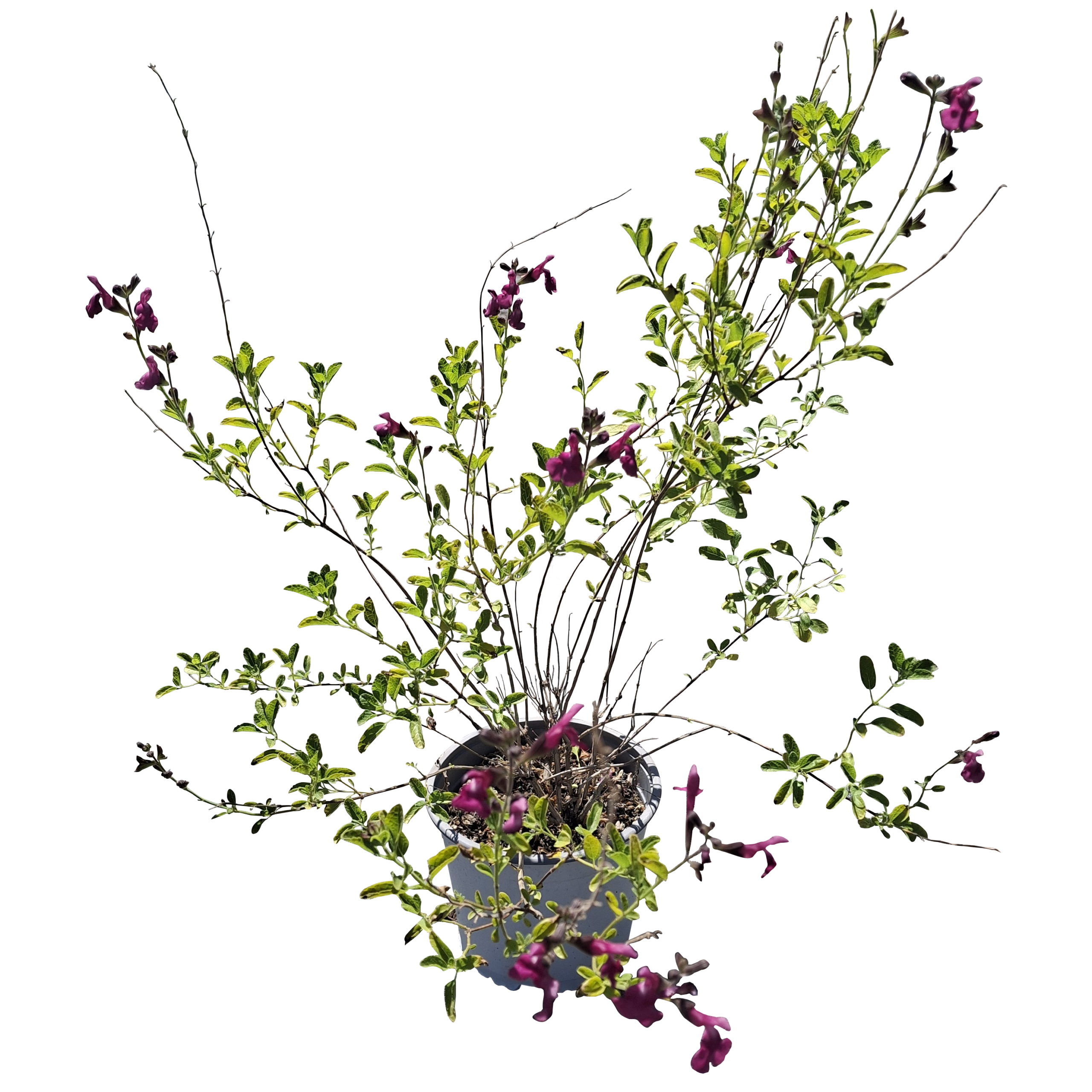 Salvia greggii 'Navajo Pink' - Imagen 3