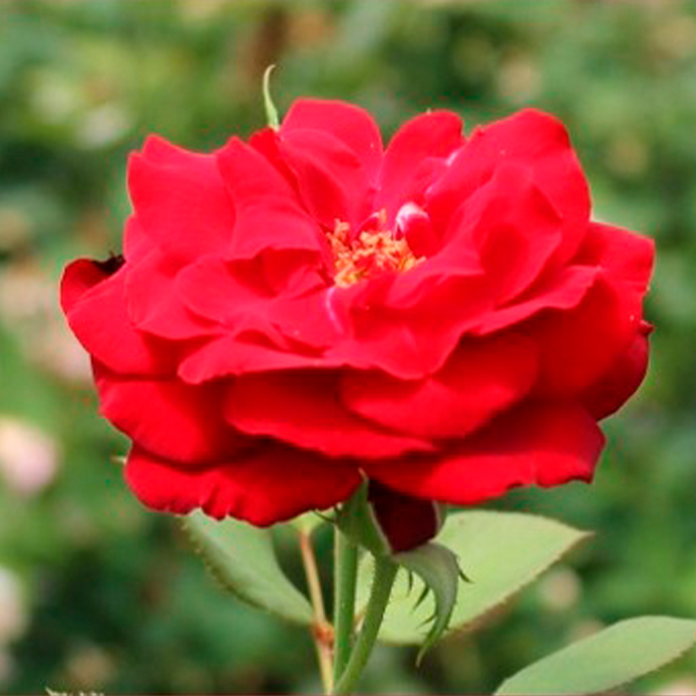 Rosa Magnifique