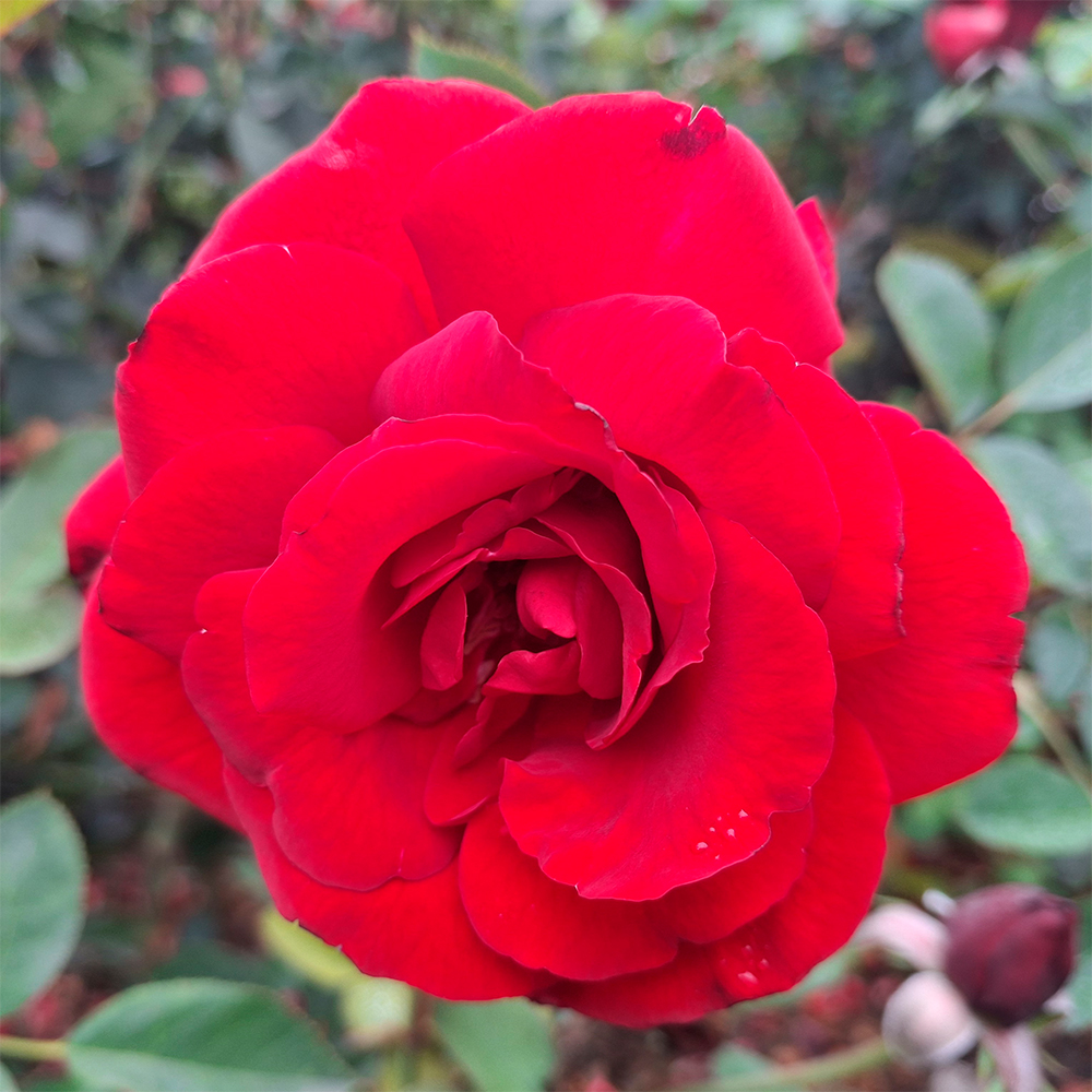 Rosa Magnifique - Imagen 2