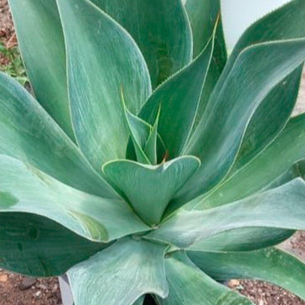Agave 'Blue Flame'