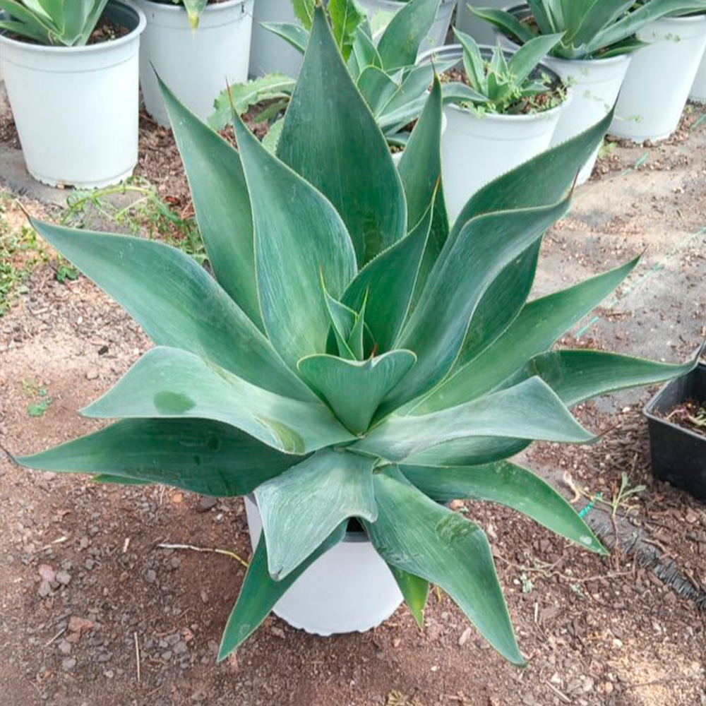 Agave 'Blue Flame' - Imagen 2
